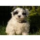 Tibet Terrier -Pudel Mix Welpen - Rüde