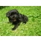 Tibet Terrier - Pudel Mix Welpen - Rüde