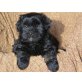 Tibet Terrier - Pudel Mix Welpen Tipu - Rüde