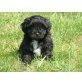 Tibet Terrier - Pudel Tibetdoodle Welpen - Rüde