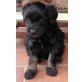 Tibet-Terrier - Rüde