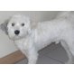 Tibet-Terrier - Rüde