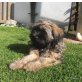 Tibet-Terrier - Rüde
