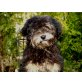Tibet-Terrier - Rüde