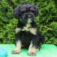 Tibet Terrier Rüde JOGI (VDH, Tibet-Terrier Welpen - Rüde