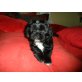 Tibet Terrier /Shi Tzu - Rüde