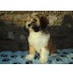 Tibet-Terrier Welpen - Hündin