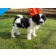 Tibet-Terrier Welpen - Hündin