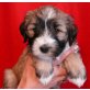 Tibet-Terrier Welpen - Hündin