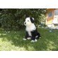 Tibet-Terrier Welpen - Hündin