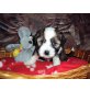 Tibet-Terrier Welpen - Hündin