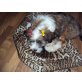 Tibet-Terrier Welpen - Hündin