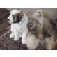 Tibet-Terrier Welpen - Hündin