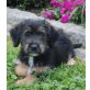 Tibet-Terrier Welpen - Hündin