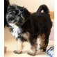 Tibet-Terrier Welpen - Hündin
