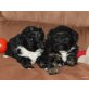 Tibet-Terrier Welpen - Hündin