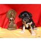 Tibet-Terrier Welpen - Hündin