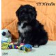 Tibet-Terrier Welpen - Hündin
