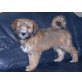 Tibet-Terrier Welpen - Hündin