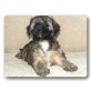 Tibet Terrier Welpen/Lamleh (VDH/KTR), Tibet-Terrier Welpen - Rüde