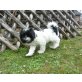 Tibet-Terrier Welpen - Rüde