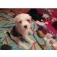 Tibet-Terrier Welpen - Rüde