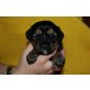 Tibet-Terrier Welpen - Rüde
