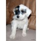 Tibet-Terrier Welpen - Rüde