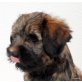 Tibet-Terrier Welpen - Rüde