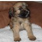 Tibet-Terrier Welpen - Rüde