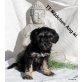 Tibet-Terrier Welpen - Rüde