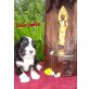 Tibet-Terrier Welpen - Rüde