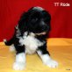 Tibet-Terrier Welpen - Rüde