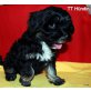 Tibet-Terrier Welpen - Rüde
