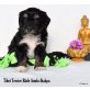 Tibet-Terrier Welpen - Rüde