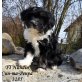 Tibet-Terrier Welpen - Rüde
