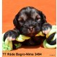 Tibet-Terrier Welpen - Rüde