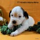 Tibet-Terrier Welpen - Rüde