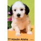 Tibet-Terrier Welpen - Rüde