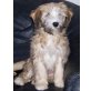 Tibet-Terrier Welpen - Rüde