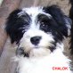 Tibet-Terrier Welpen - Rüde