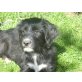 Tibet-Terrier Welpen - Rüde