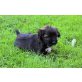 Tibet-Terrier Welpen - Rüde