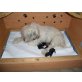 Tibet-Terrier Welpen - Rüde
