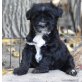Tibet Terrier Welpen aus VDH-Hobbyzucht, Tibet-Terrier Welpen - Rüde