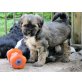 Tibet Terrier Welpen aus VDH-Liebhaberzucht, Tibet-Terrier Welpen - Rüde