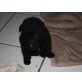 Tibet Terrier x Pumi - Rüde