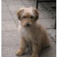 Tibet-terrier und Pudel - Hündin