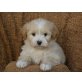 Tibetdoodle Tibet Terrier - Pudel Mix Welpen - Rüde