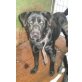Tibi, Labrador-Mischling - Rüde